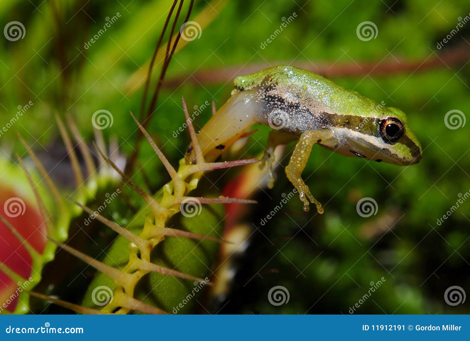 116 Frog Trap Stock Photos - Free & Royalty-Free Stock Photos from
