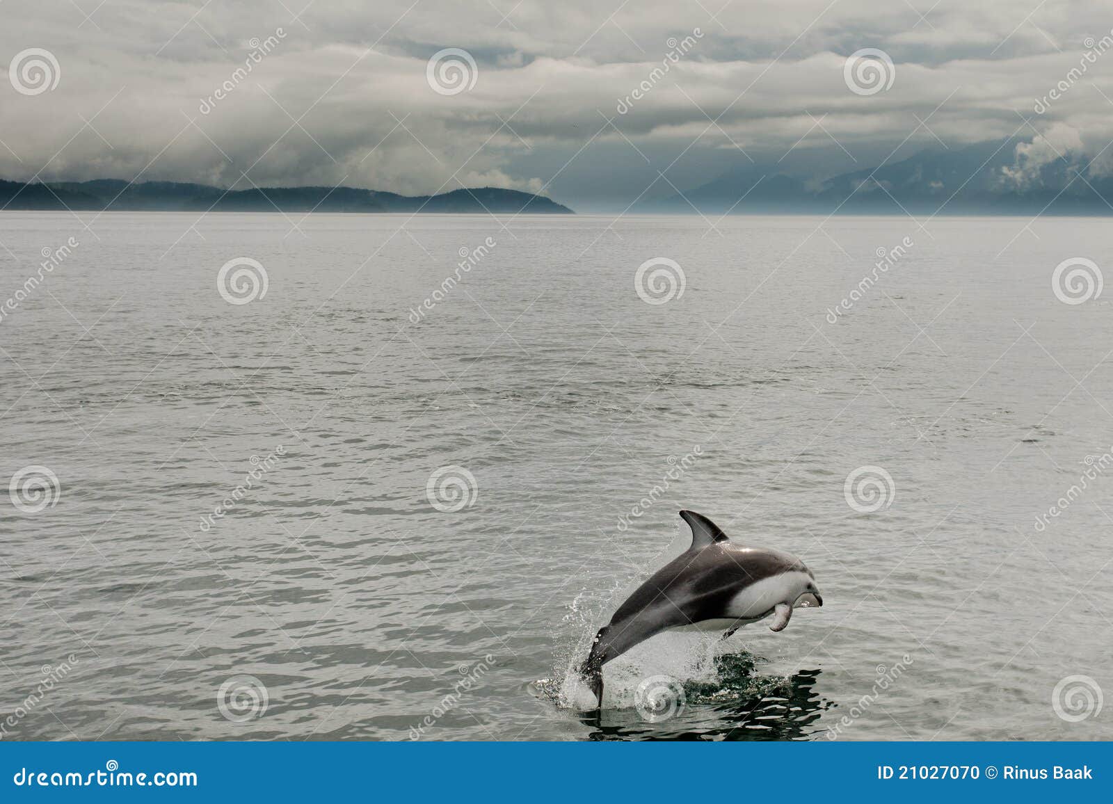 pacific white sided dolphin