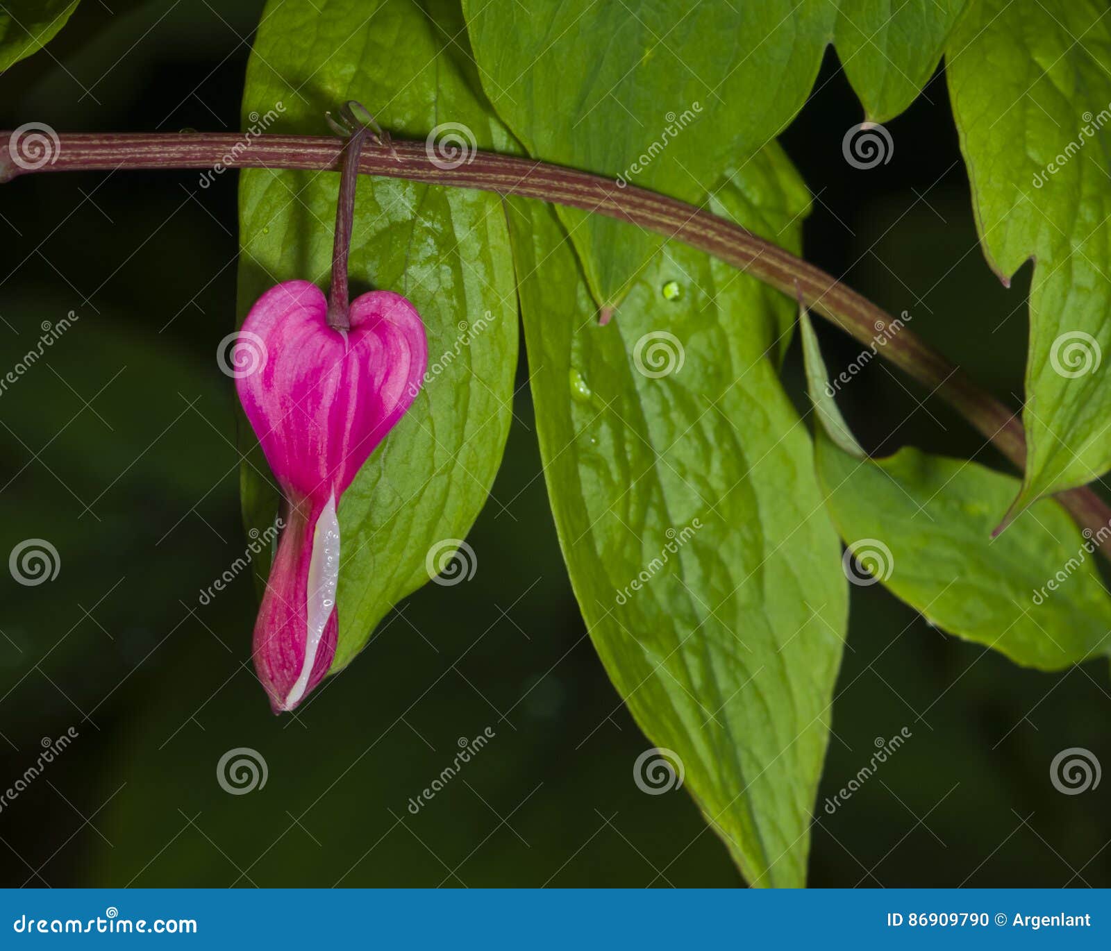 pacific or wild bleeding heart, dicentra formosa, flower on stem with bokeh background, macro, selective focus
