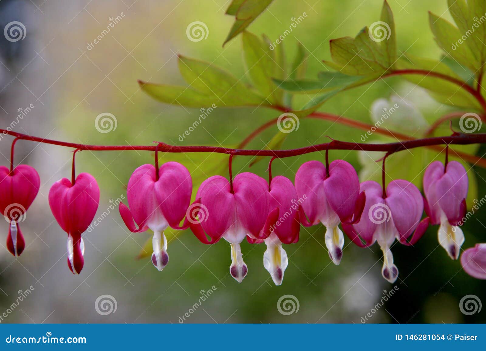 pacific or wild bleeding heart, dicentra formosa, flowers on stem with bokeh background, macro, selective focus, shallow dof