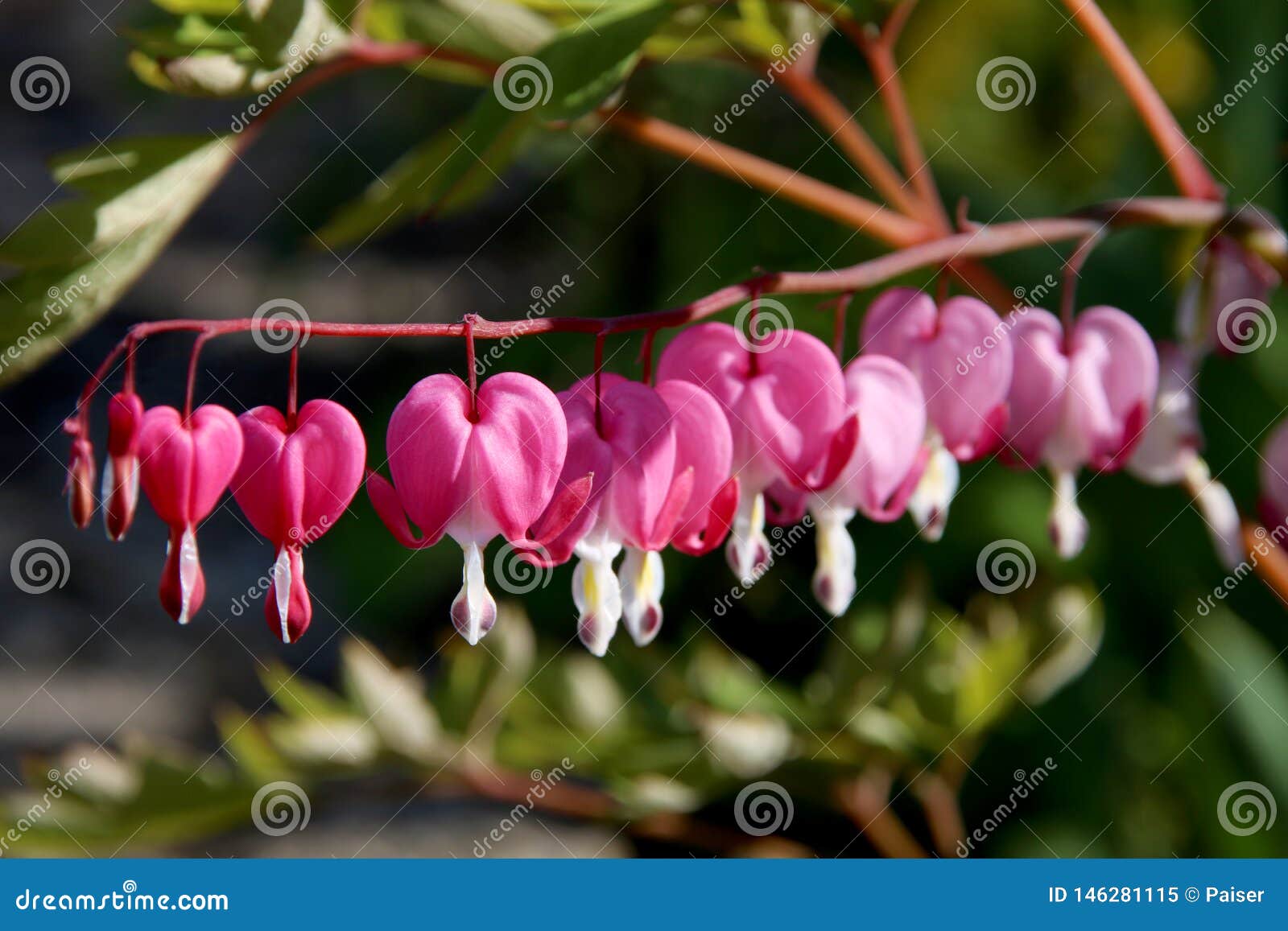 pacific or wild bleeding heart, dicentra formosa, flowers on stem with bokeh background, macro, selective focus, shallow dof