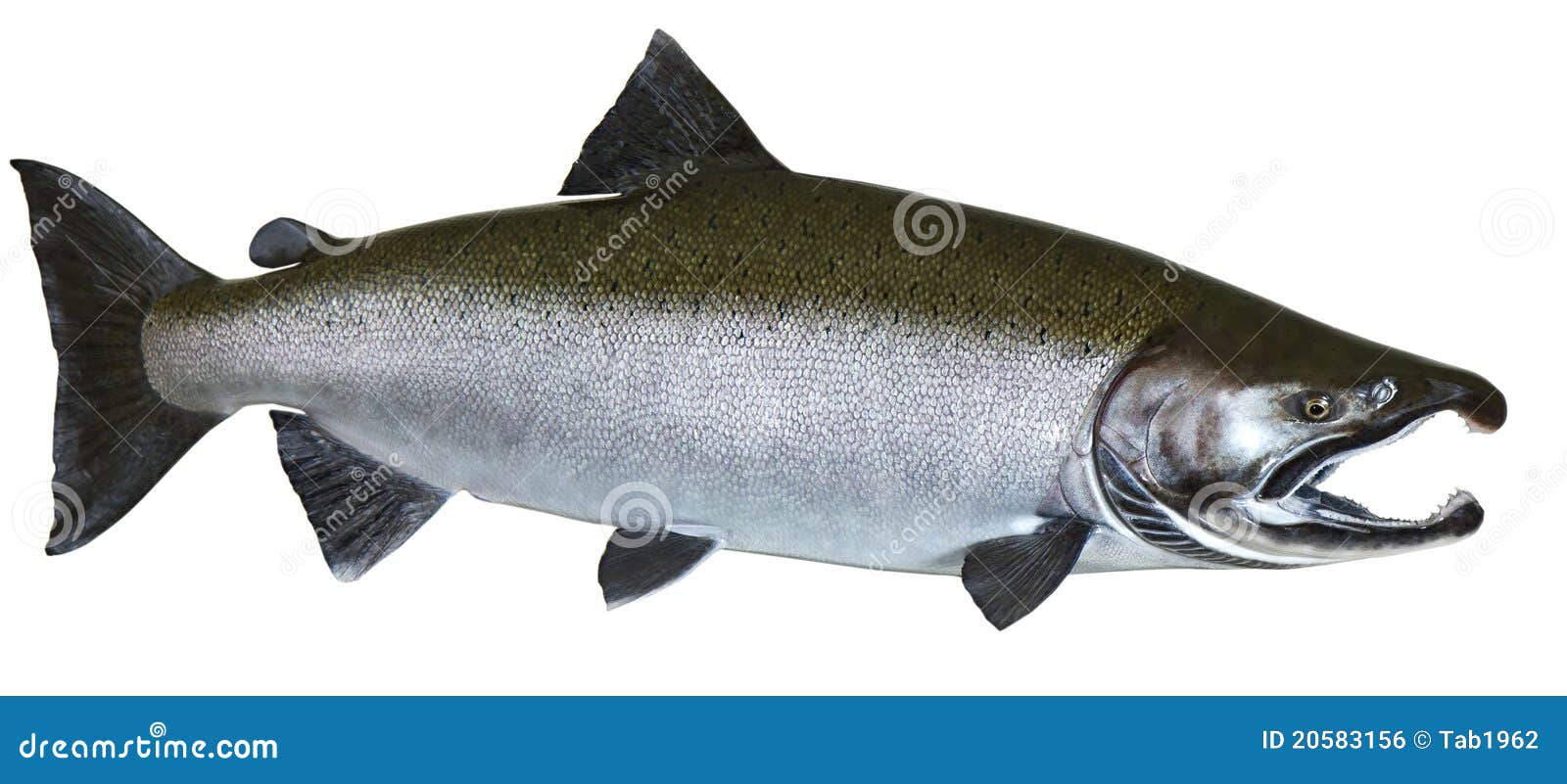 pacific wild salmon