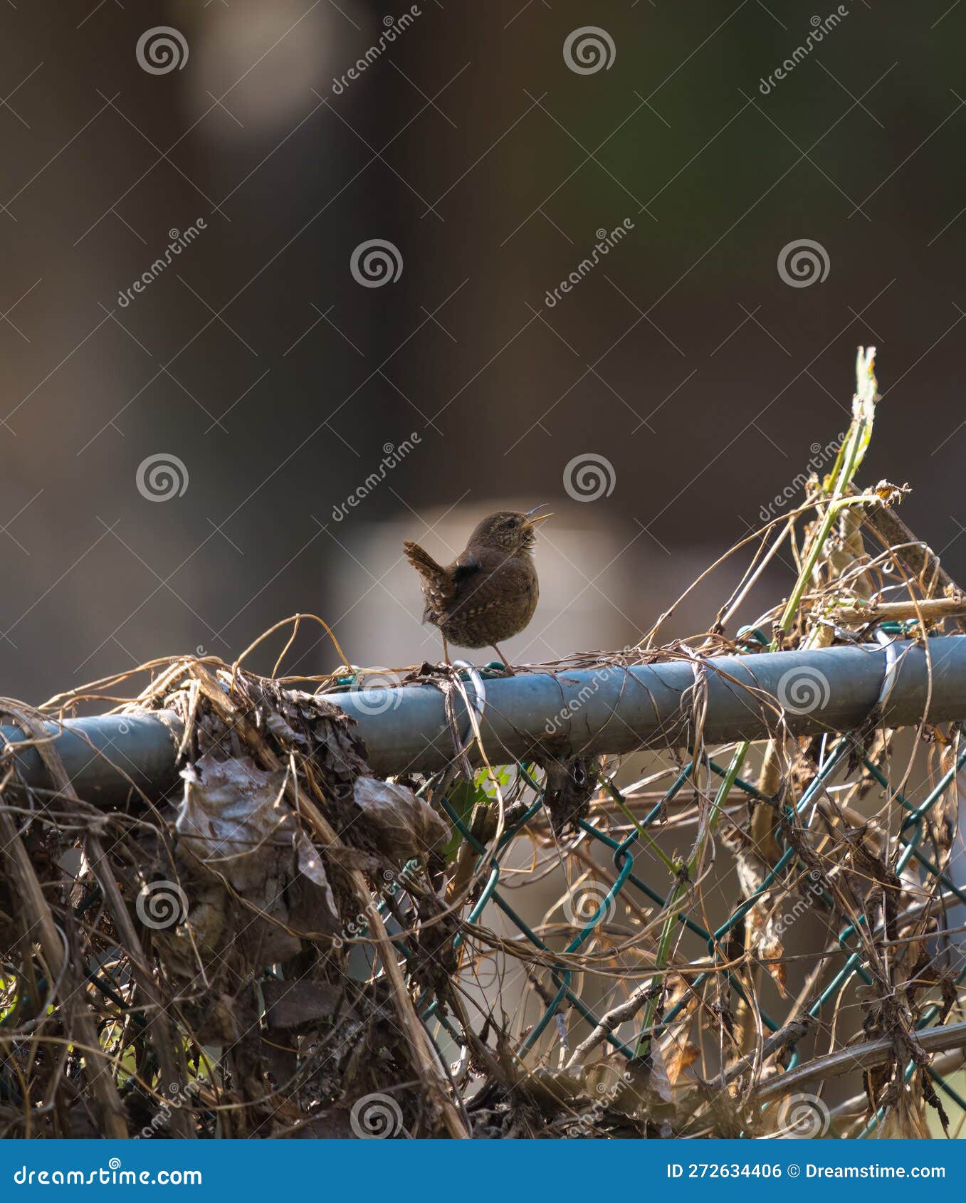 pacific wren resting in marsh
