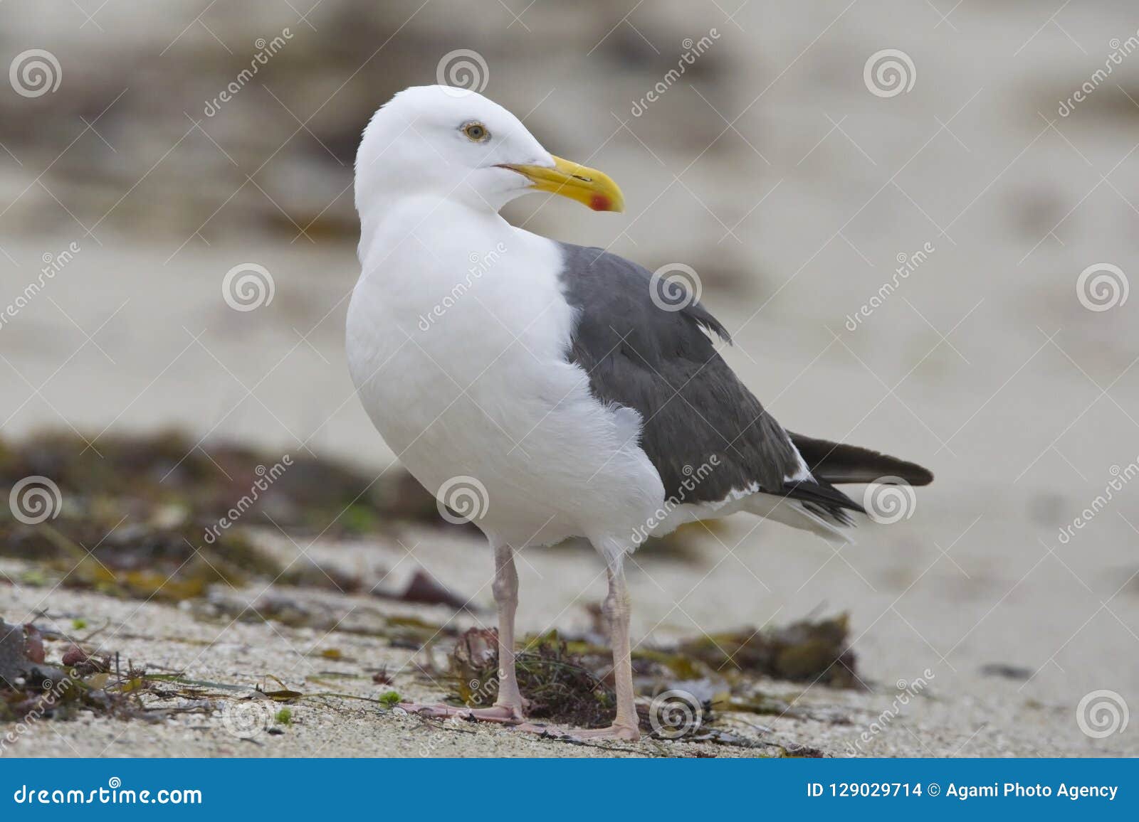 pacifische mantelmeeuw, western gull, larus occidentalis