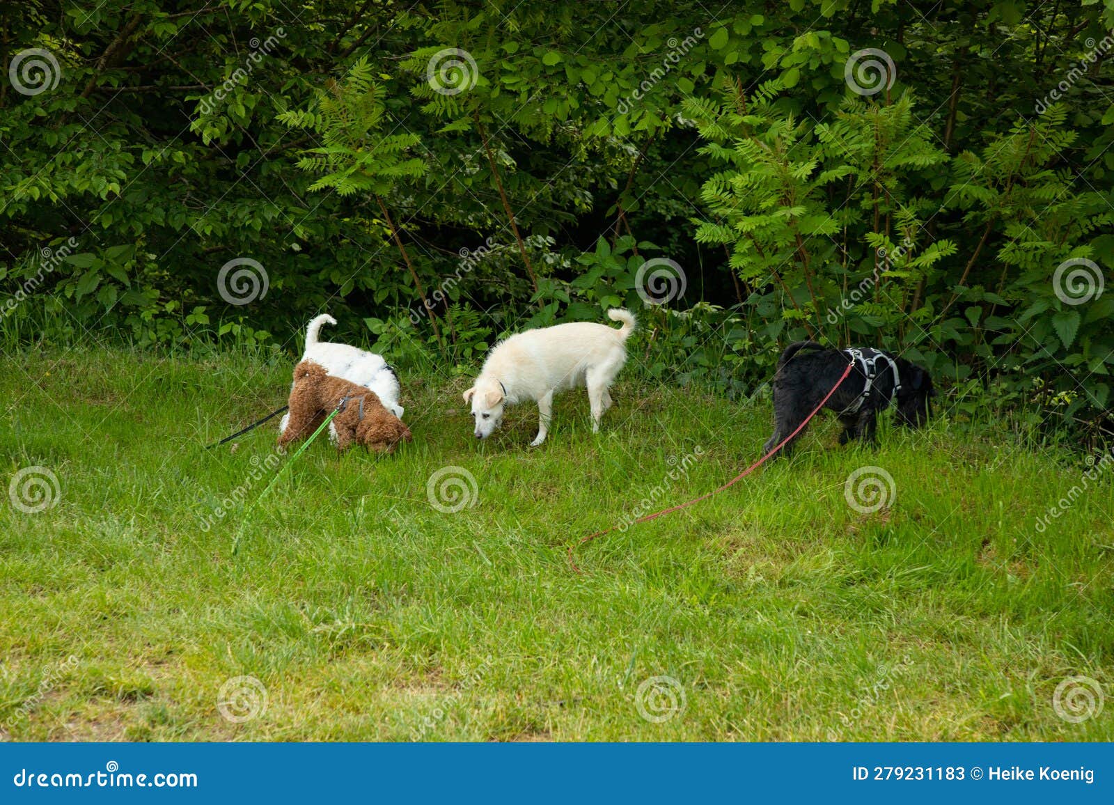 A Dog Pack Sniffing Around on the Grass Stock Image Image of sniffing