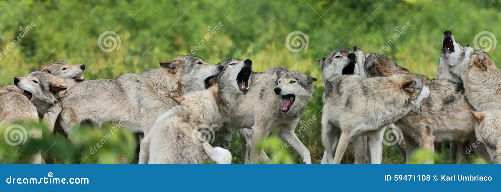 pack of gray wolf