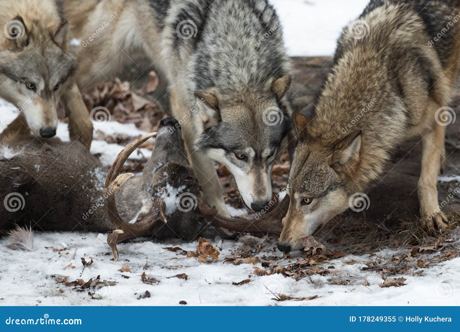 pack of grey wolves canis lupus sniff at white-tail deer head winter
