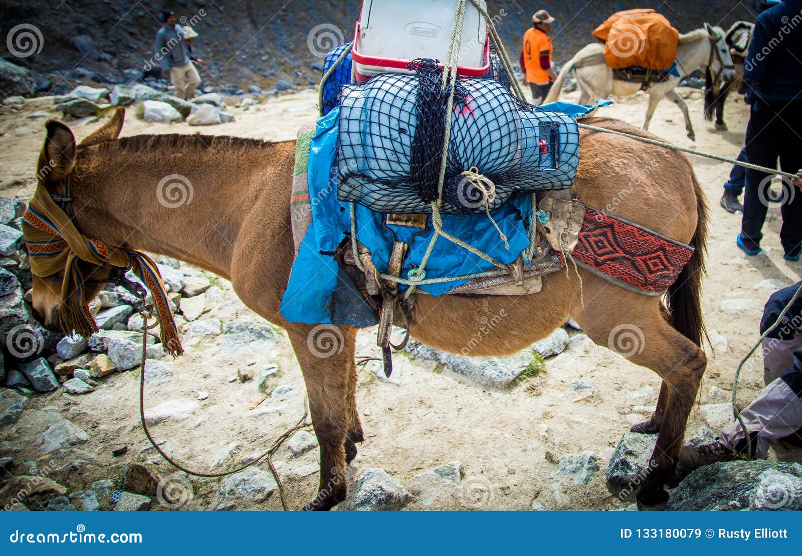 Packing horses in Peru editorial stock image. Image of trail 133180079
