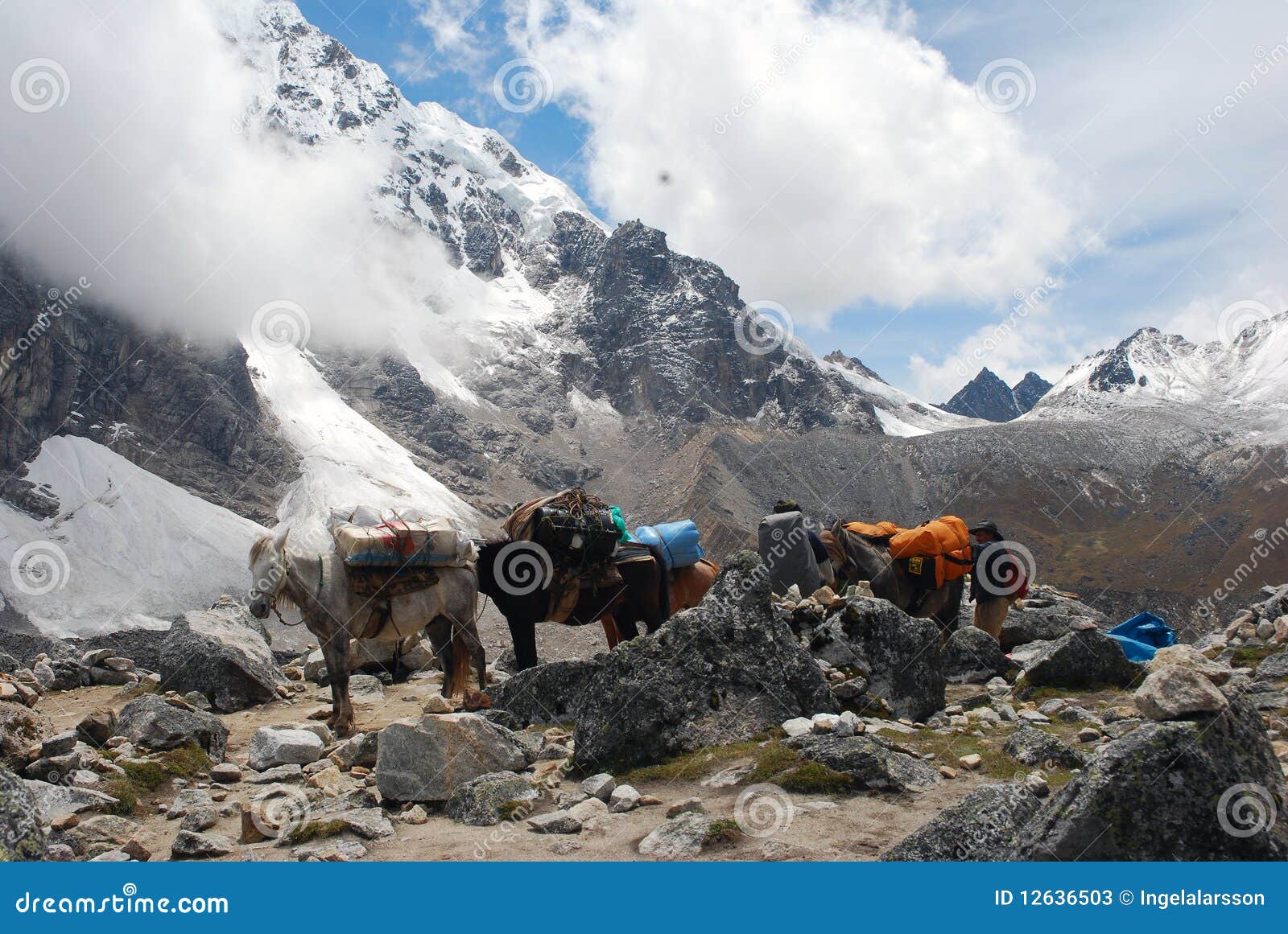 Pack Horses on Mountain Ridge Stock Image Image of horsemen, special
