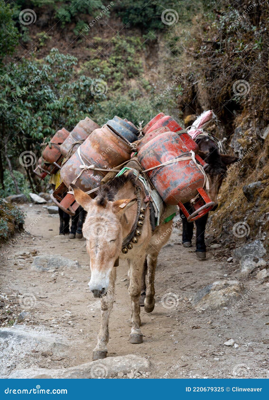 Pack Horses on Trail stock image. Image of bazaar, walking 220679325