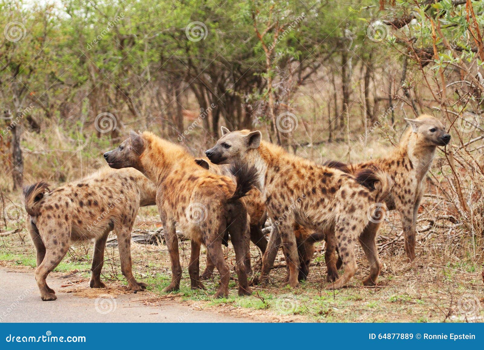 Pack Of Hyena Bonding In The Kruger Park Stock Image Image 64877889