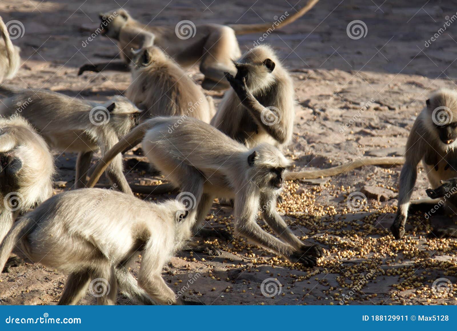 pack of monkeys (langurs) actively feeds on scattered nuts