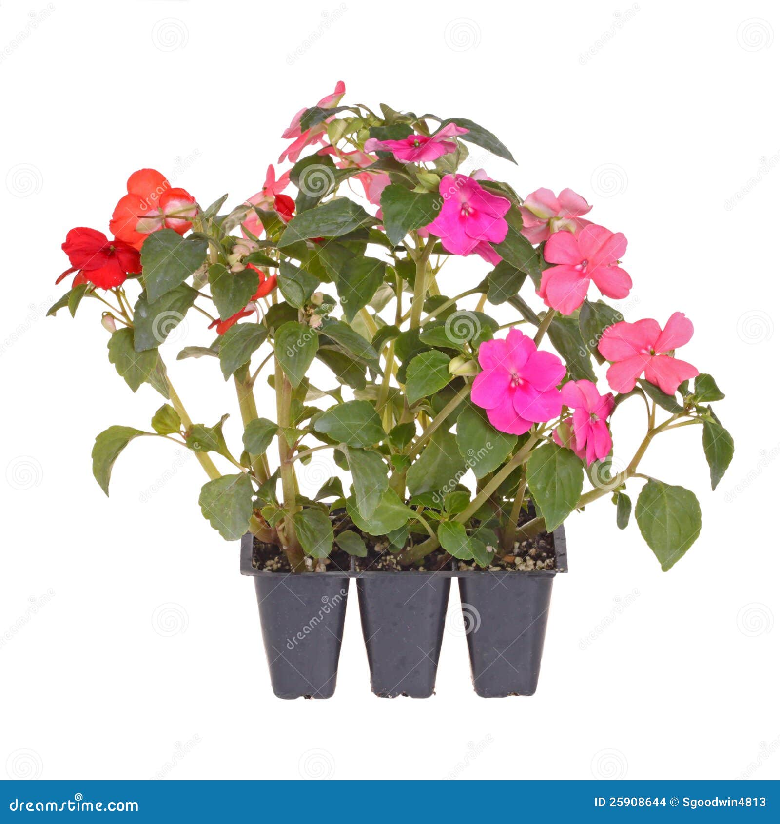 Pack of Three Impatiens Seedlings Stock Photo Image of petal