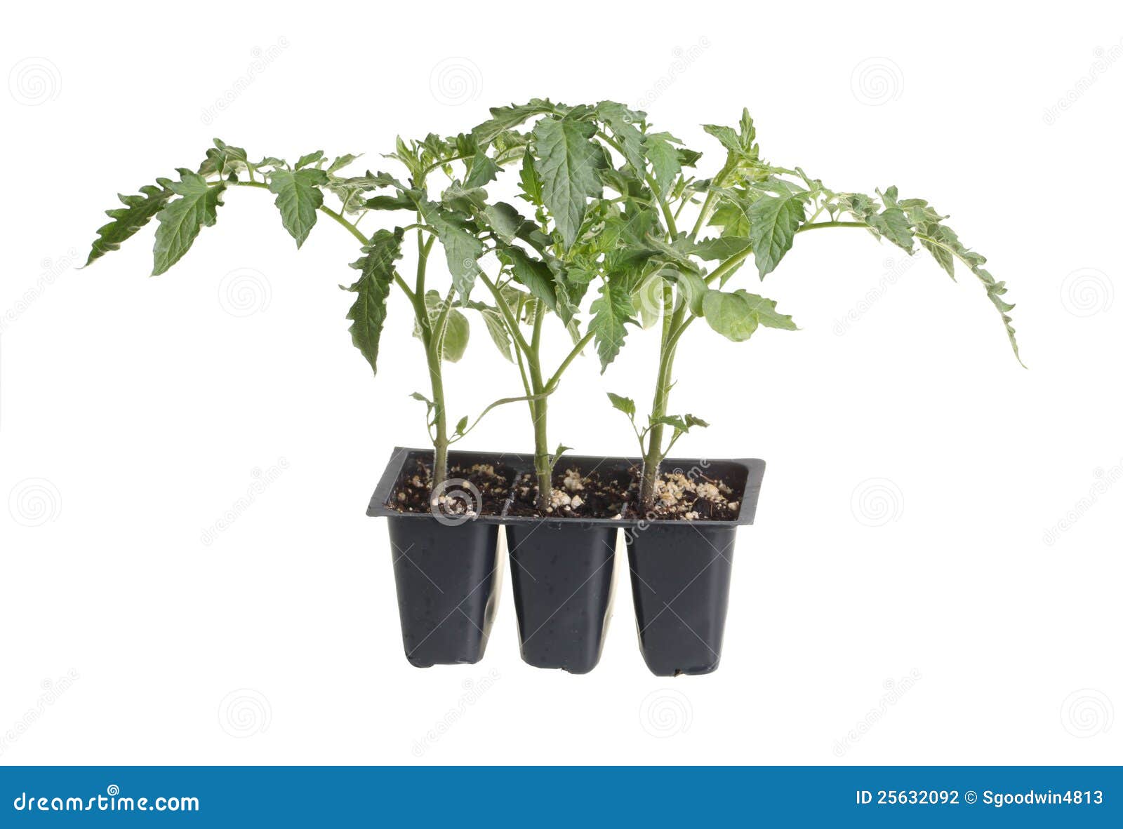 Pack of Three Tomato Seedlings Isolated on White Stock Photo Image of