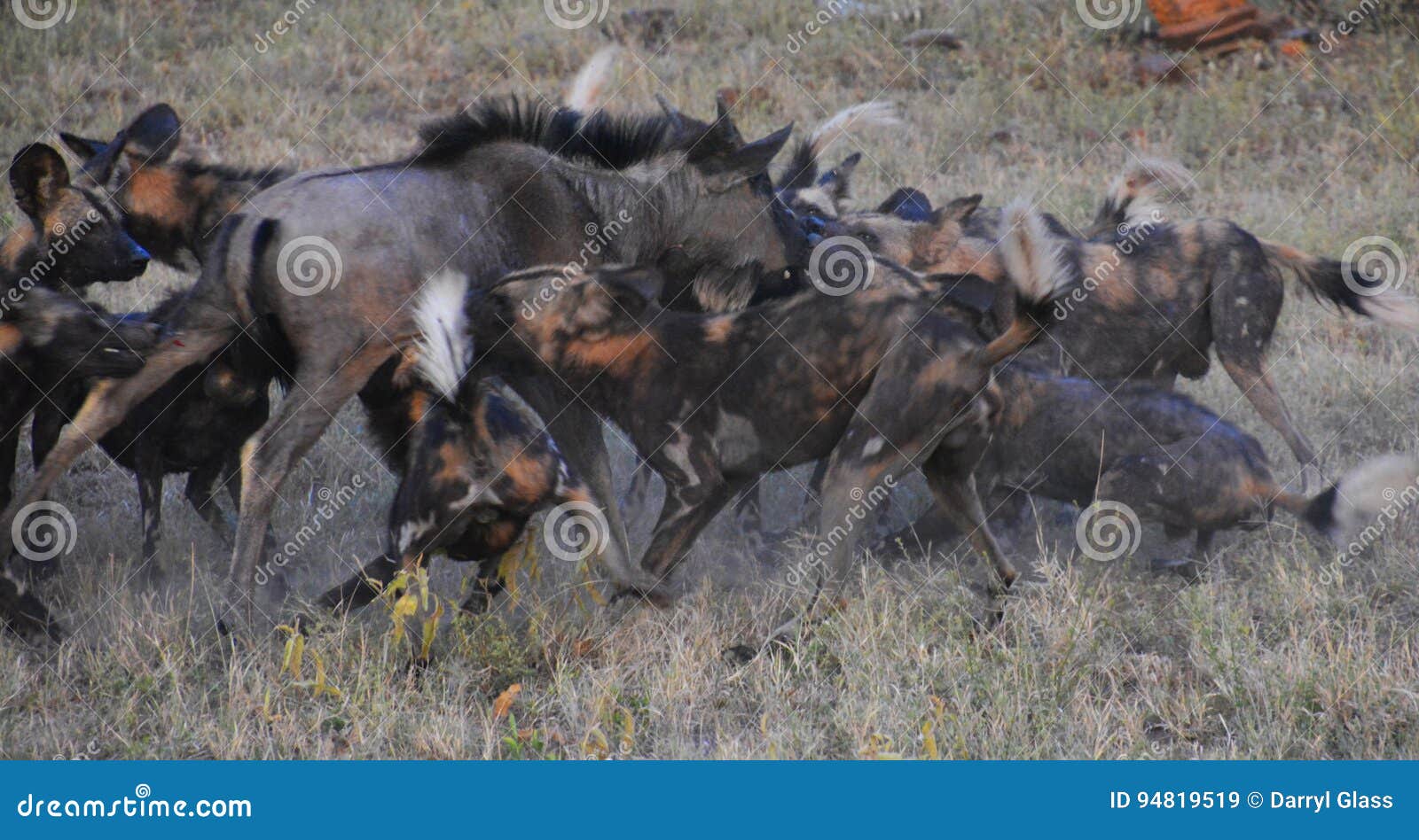 Pack of Wild Dogs Attack a Wildebeest Stock Image Image of dogs