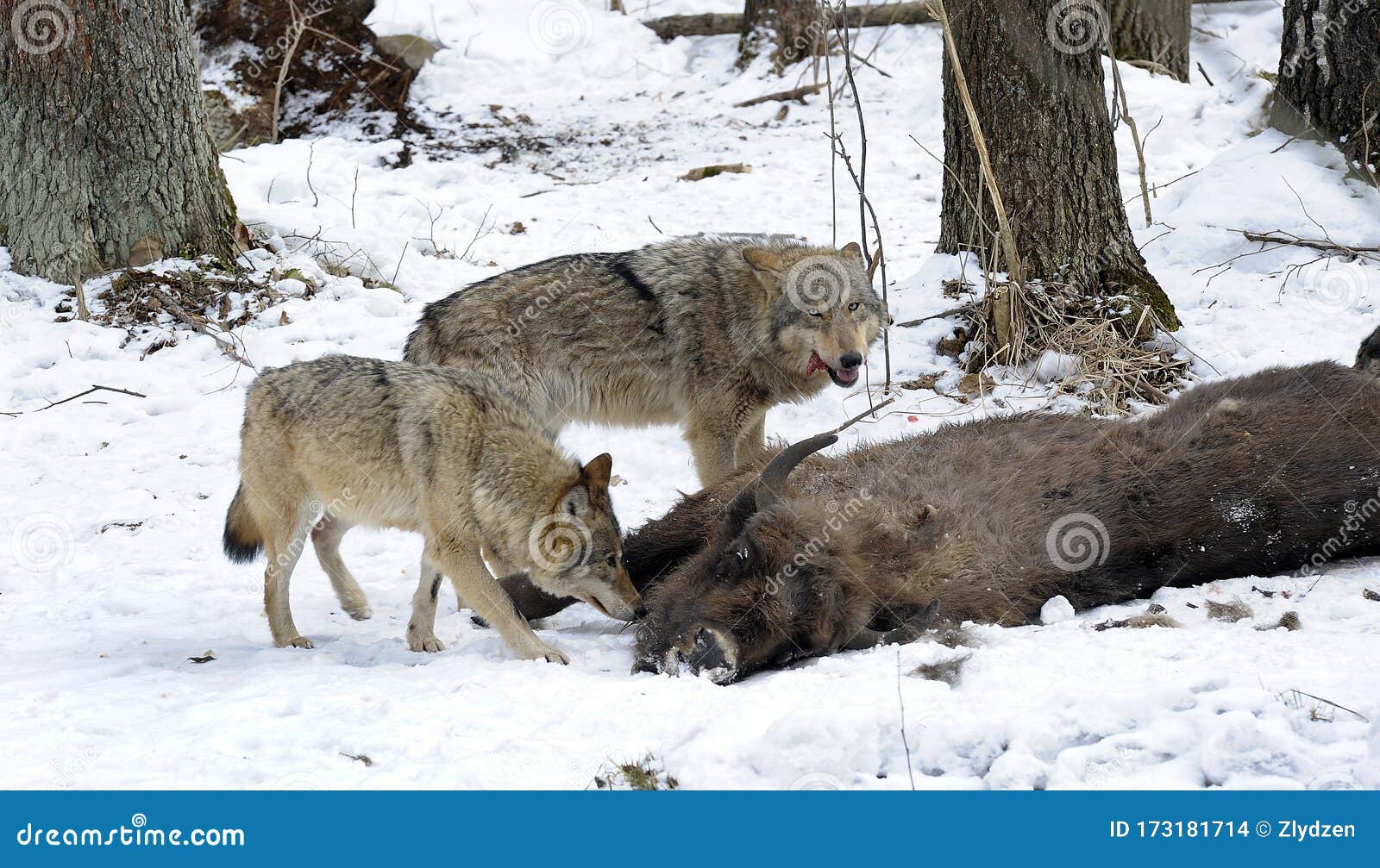 Pack of Wolves Vs. Herd of European Bison Stock Photo - Image of