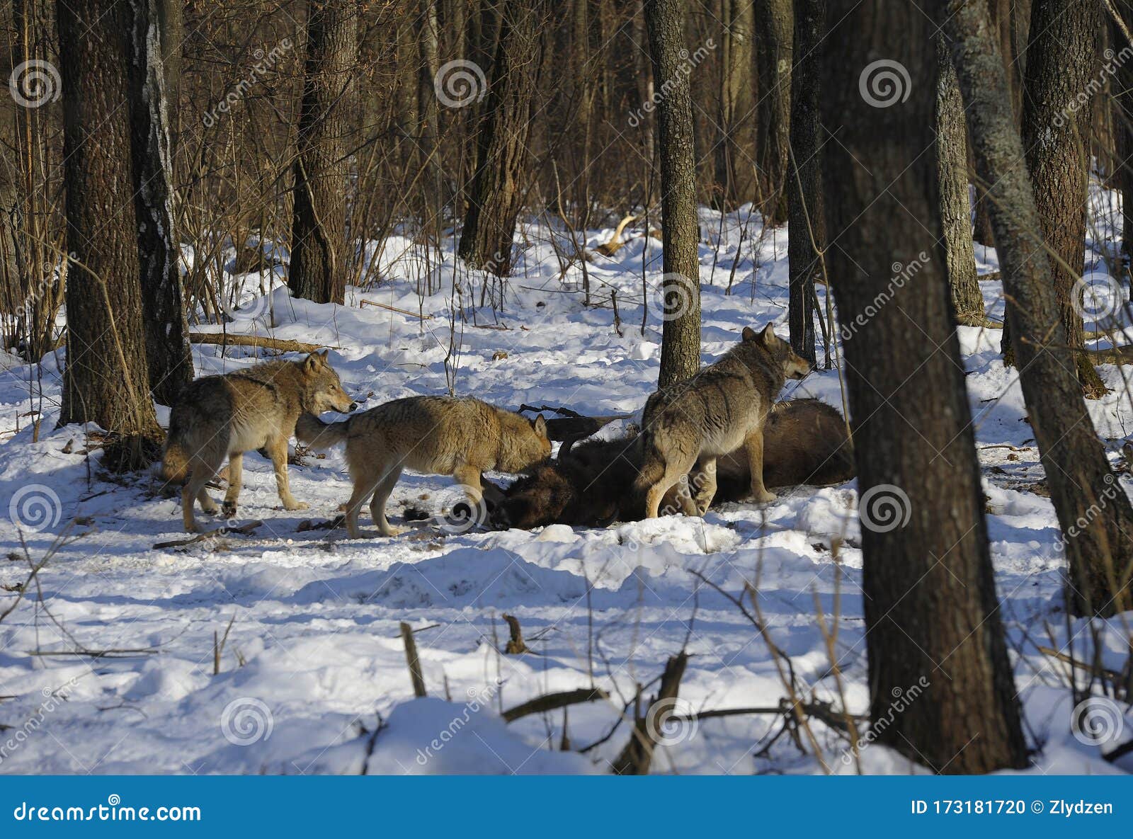 Pack Of Wolves Vs. Herd Of European Bison Stock Photo - Image of