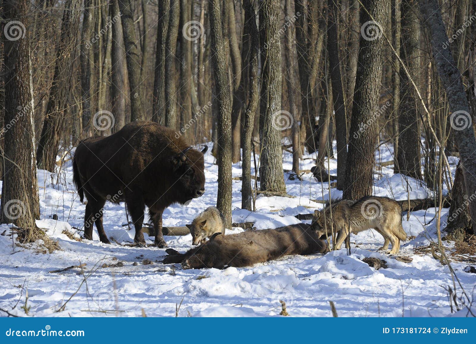 Pack of Wolves Vs. Herd of European Bison Stock Photo - Image of eating
