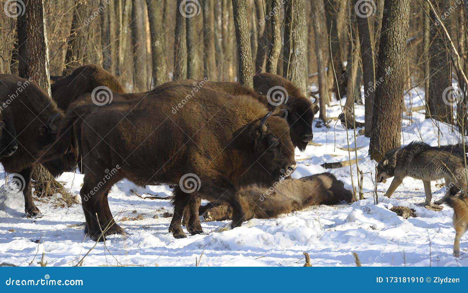 Pack of Wolves Vs. Herd of European Bison Stock Photo - Image of