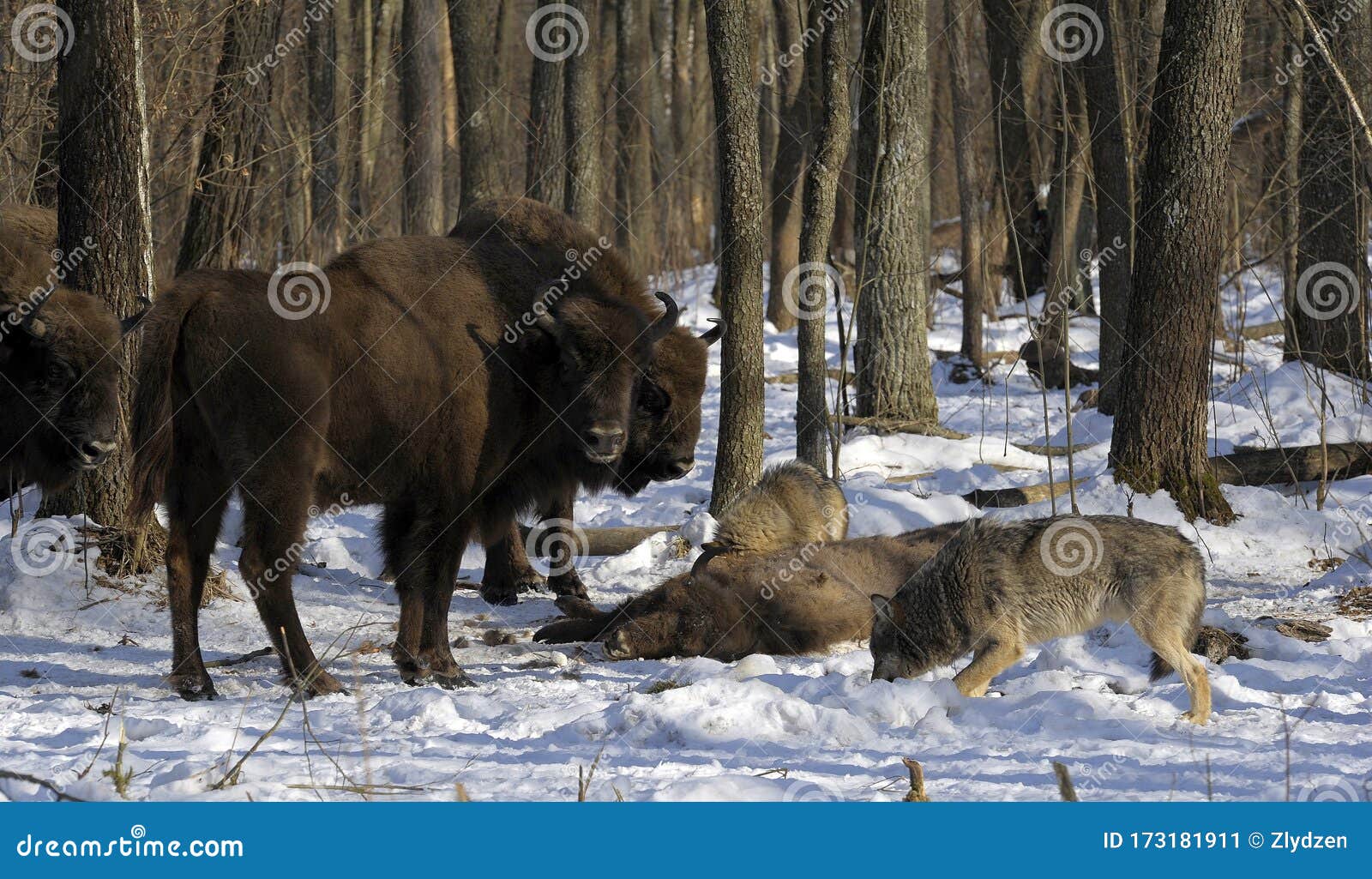Pack of Wolves Vs. Herd of European Bison Stock Image - Image of park