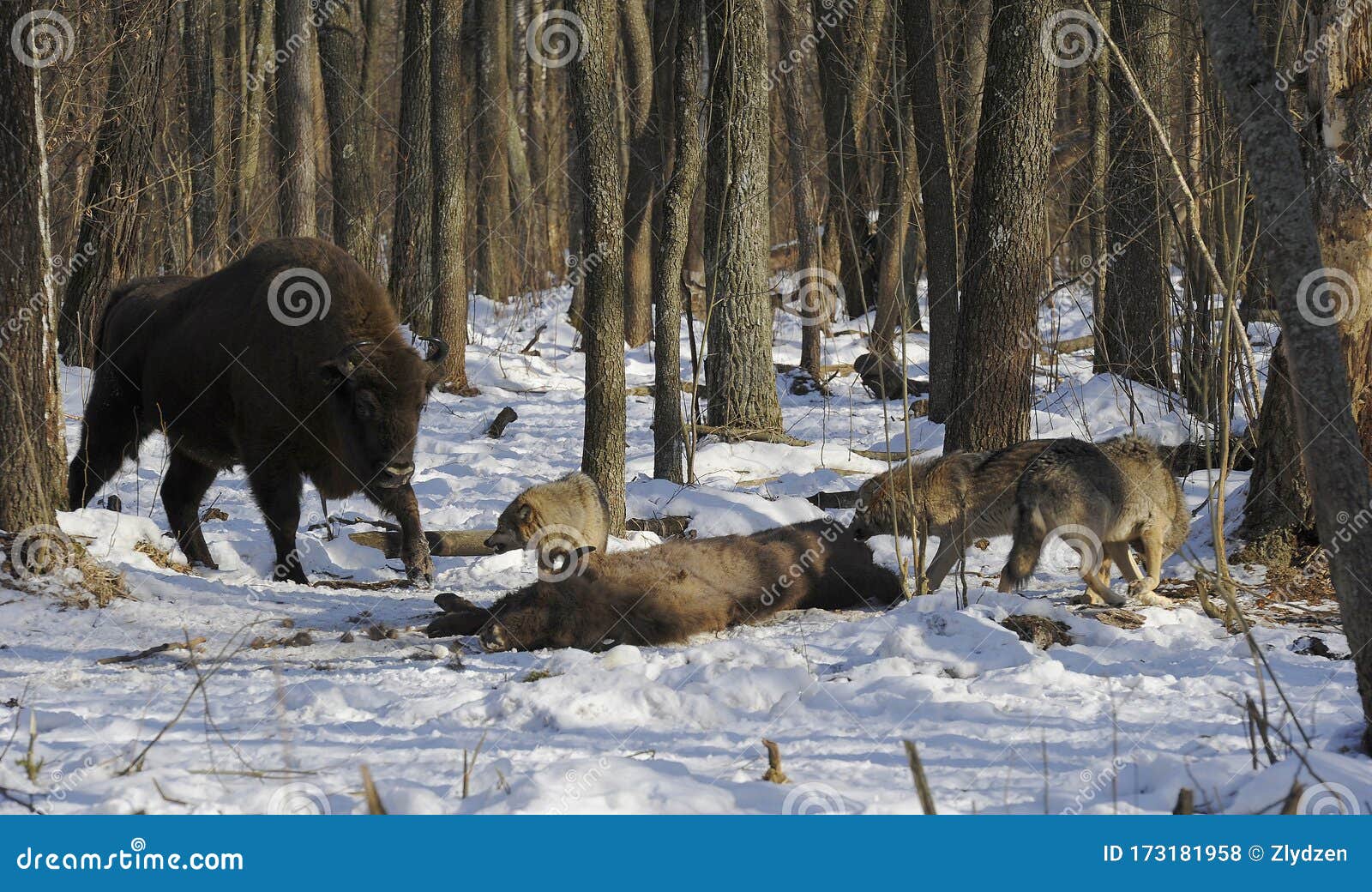 Pack of Wolves Vs. Herd of European Bison Stock Photo - Image of dead