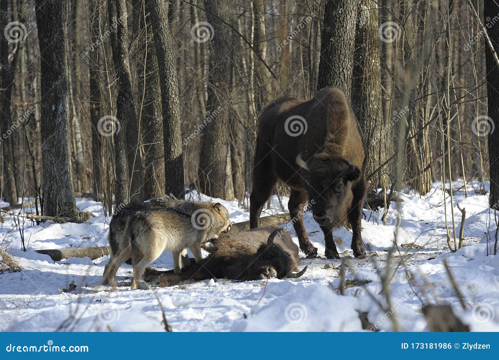 Pack of Wolves Vs. Herd of European Bison Stock Photo - Image of
