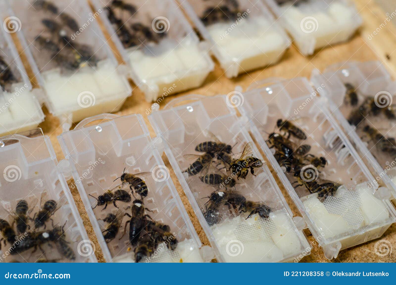 Packaged Bees, Honey Bee Queens for Sale Stock Photo Image of healthy