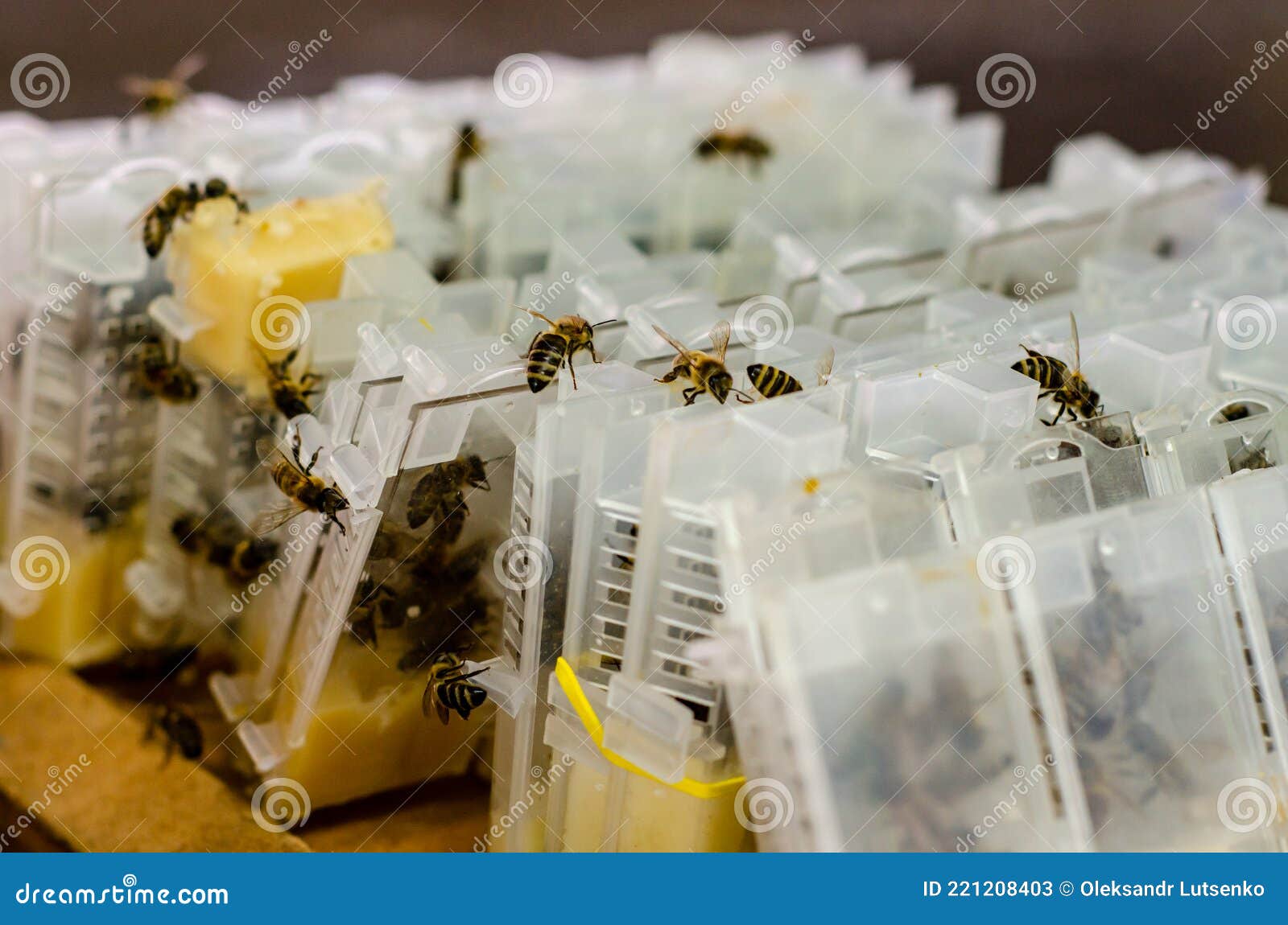 Packaged Bees, Honey Bee Queens for Sale Stock Image Image of honey
