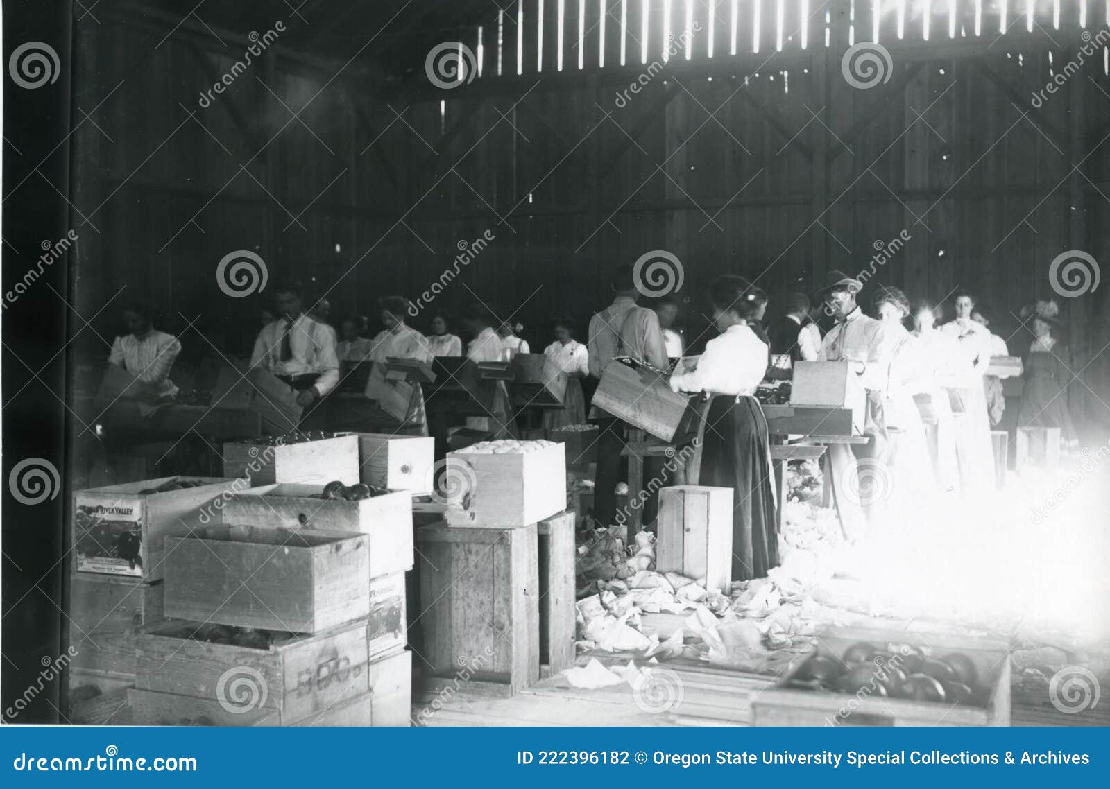 Packing Fruit In A Packing House Picture. Image 222396182
