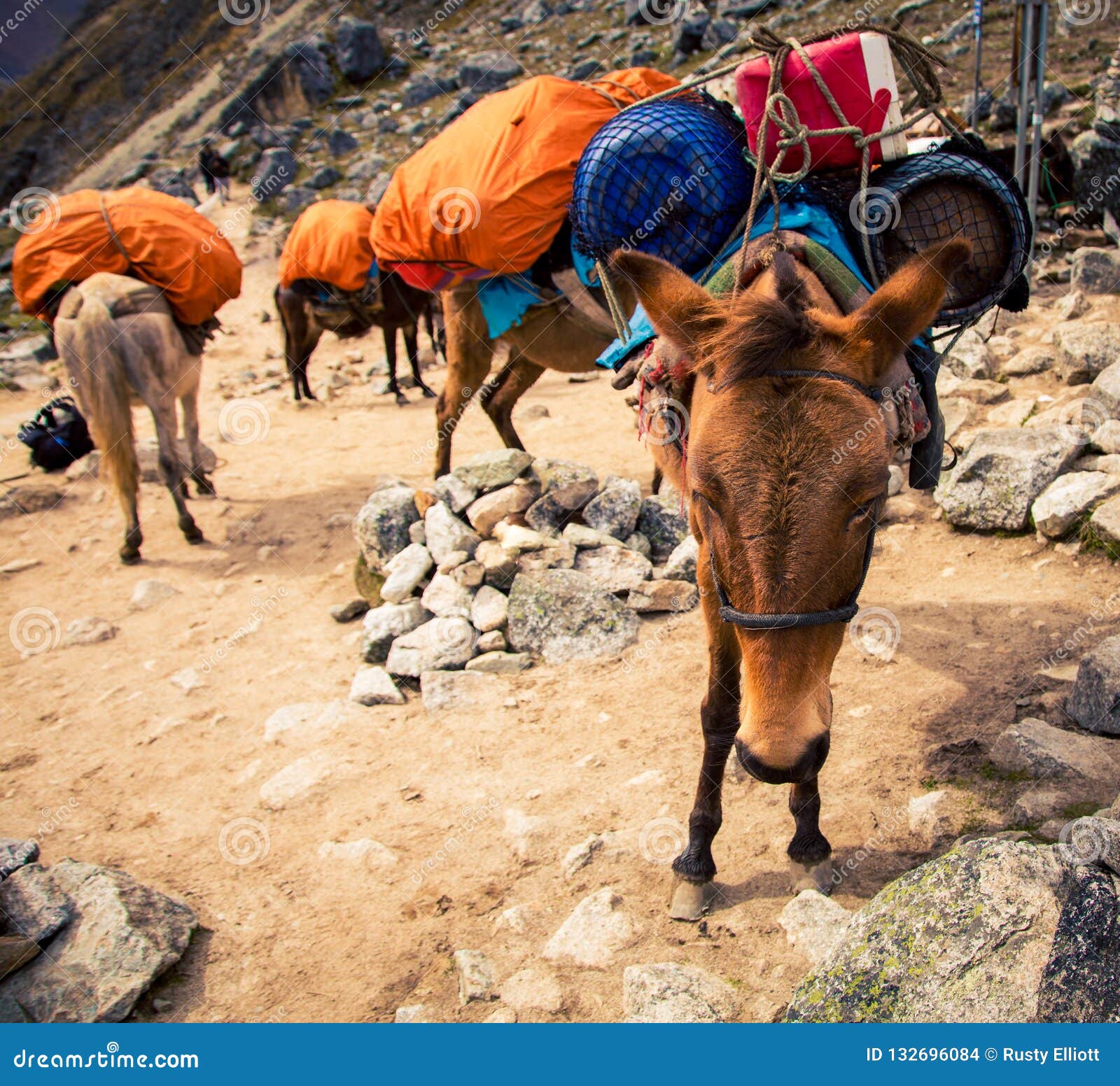 Packing horses in Peru stock photo. Image of scenic 132696084