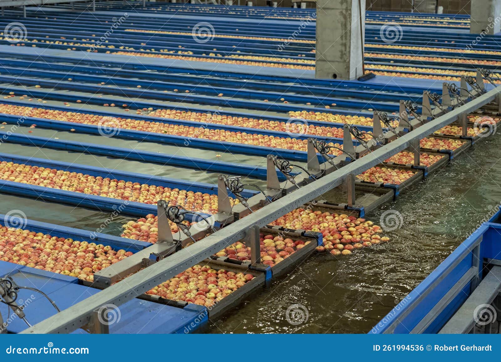 Packing House Sorting Line with Apples in Flumes in Postharvest