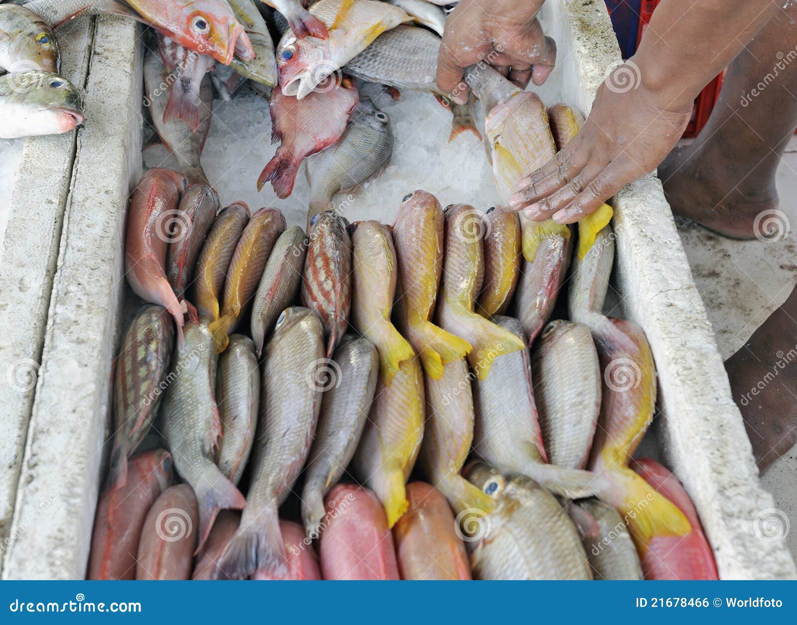 Packing Reef Fish at a Market Stock Photo Image of outdoor, fish