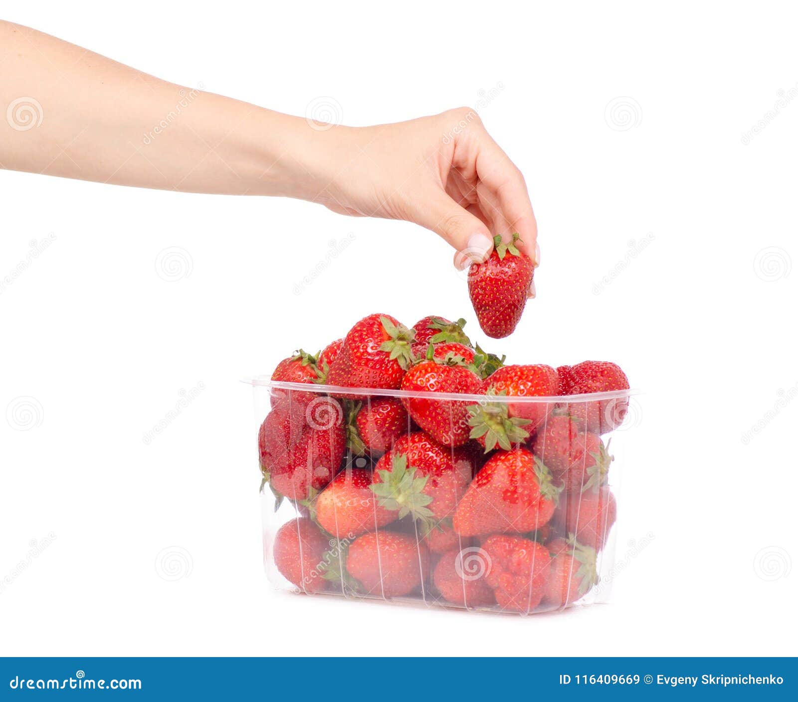 Packing Strawberries in a Hand Stock Image Image of farm, garden