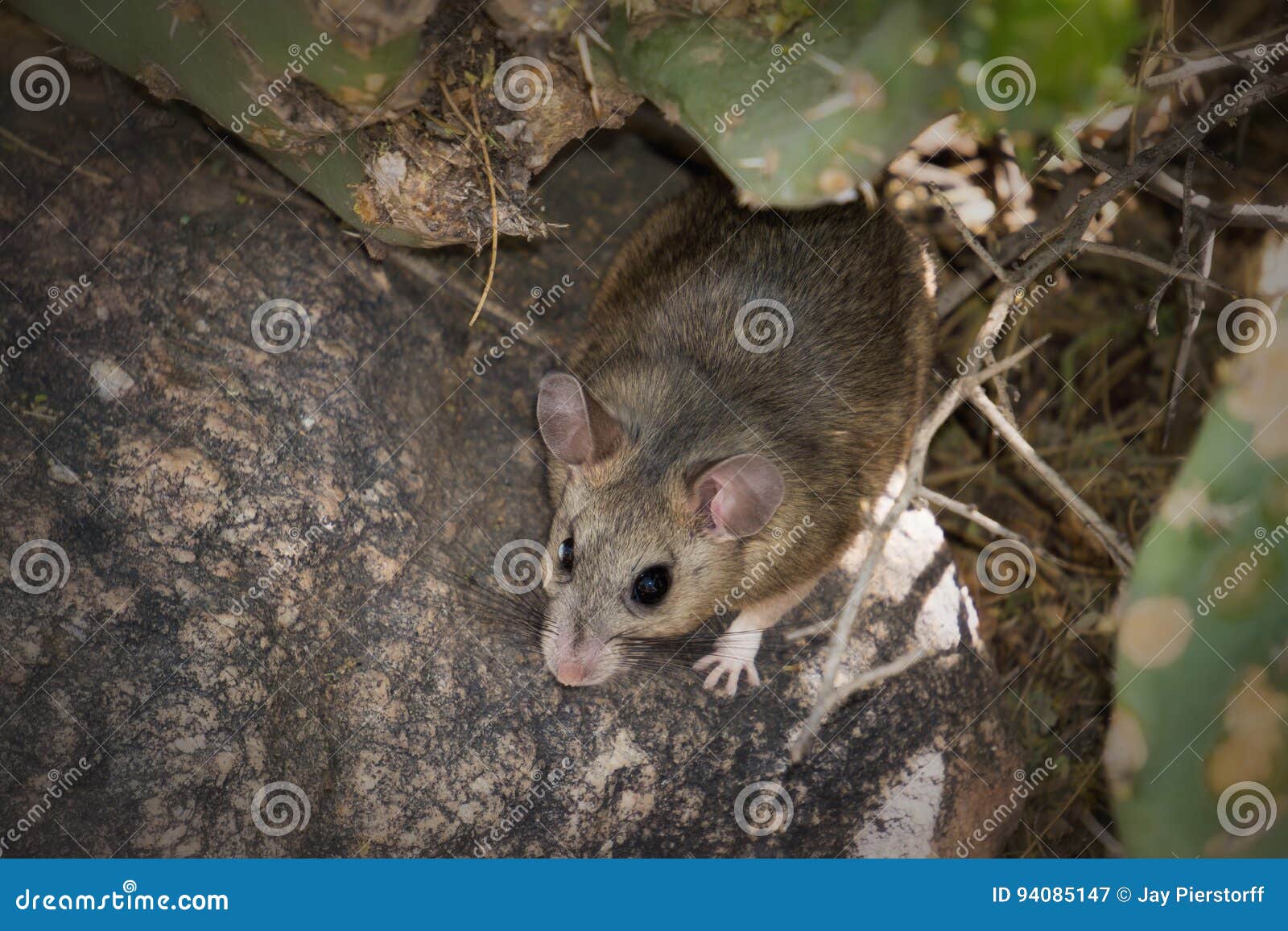 download packrat exam download packrat exam