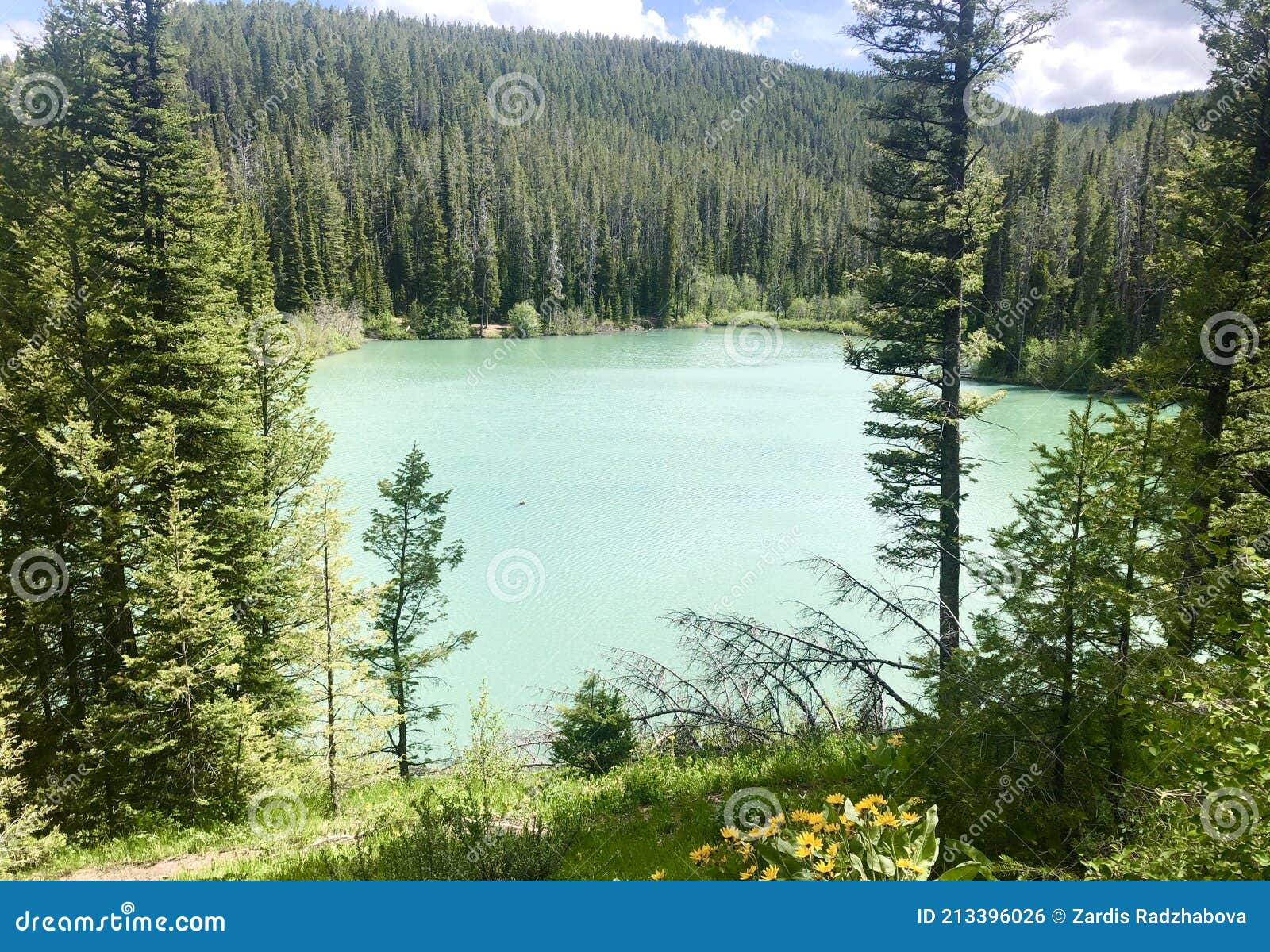 Packsaddle lake stock photo. Image of treasure, trees 213396026