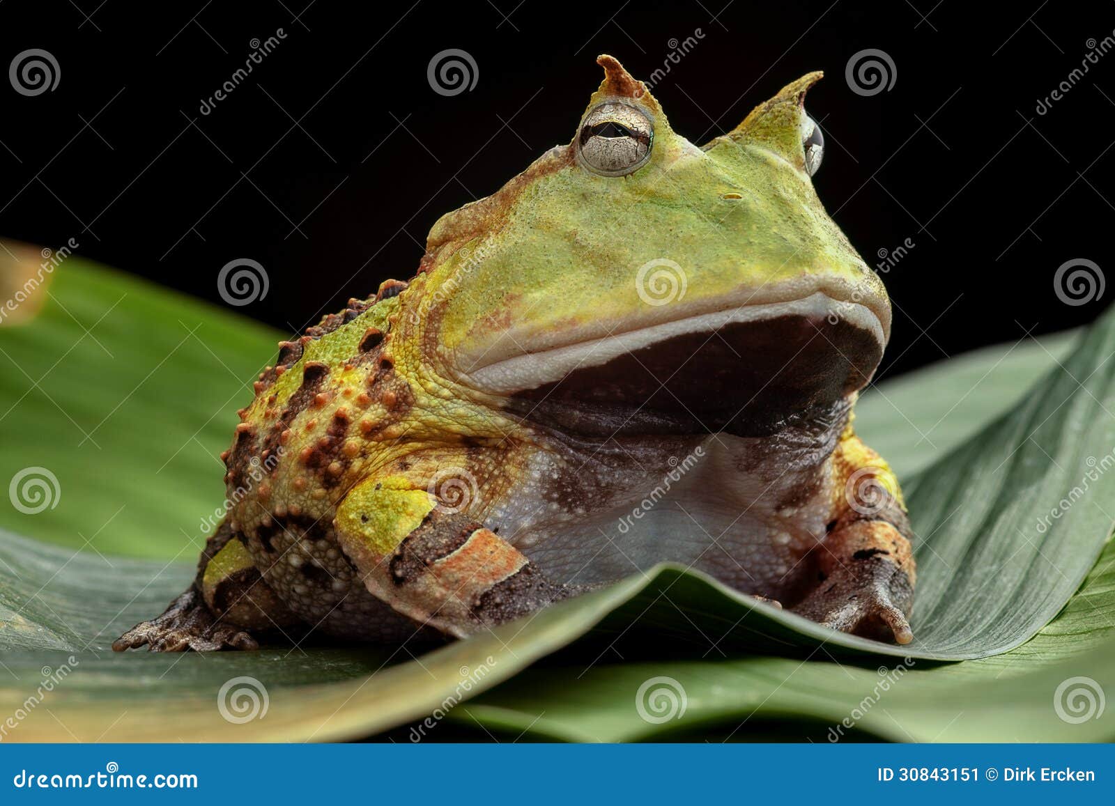 Amazon Horned Frog Photos Free Royalty Free Stock Photos From Dreamstime