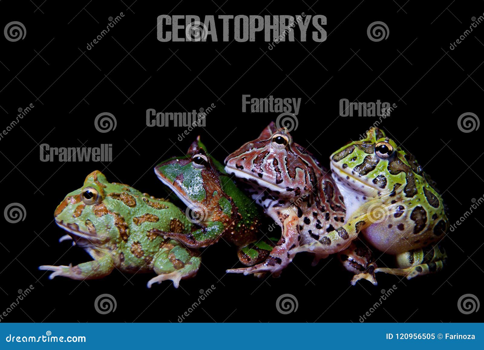 pacman frog breeding