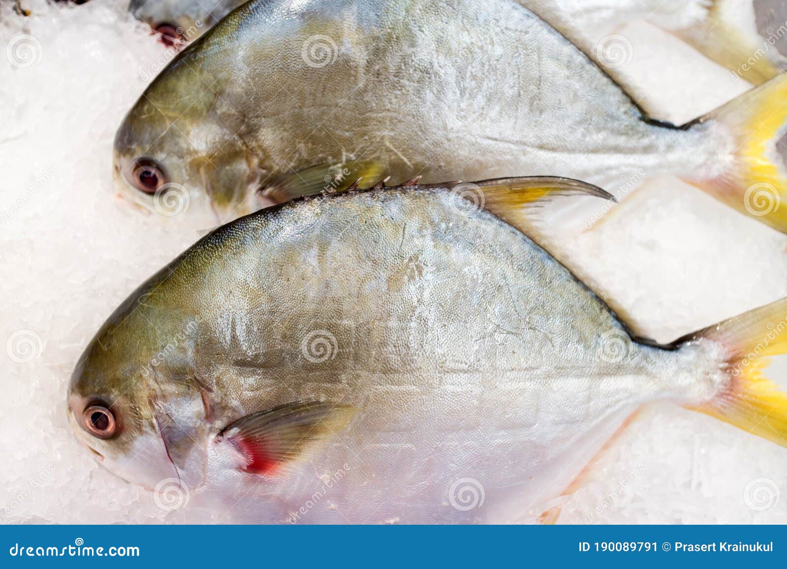 pacu, characidae fish on ice saling in market