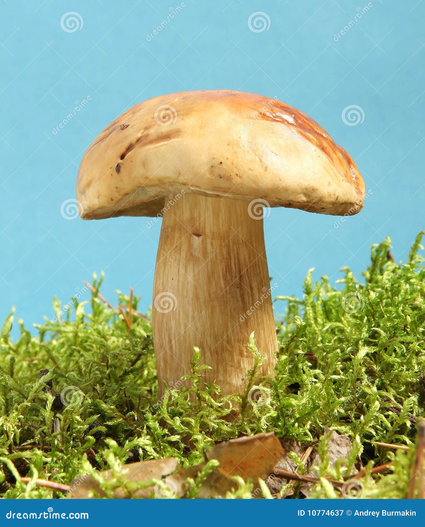 Paddestoel stock afbeelding. Image of dieet, ingrediënt 10774637