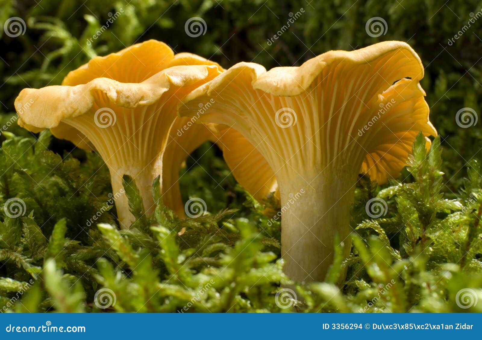 Paddestoel stock foto. Image of verstopt, sluit, patroon 3356294