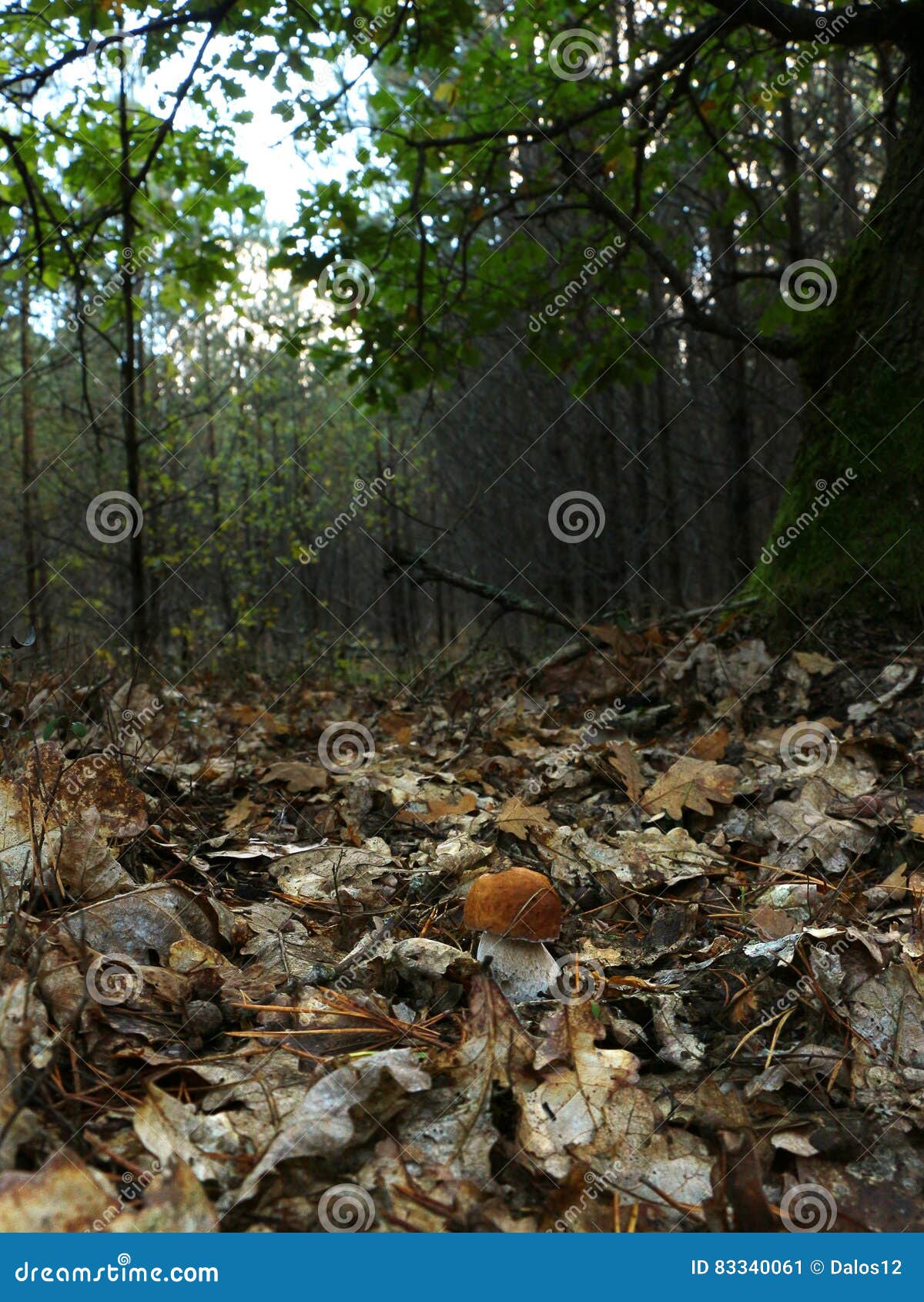 Paddestoelboleet. Boleetboleet het groeien in de bos de Herfstpaddestoelen