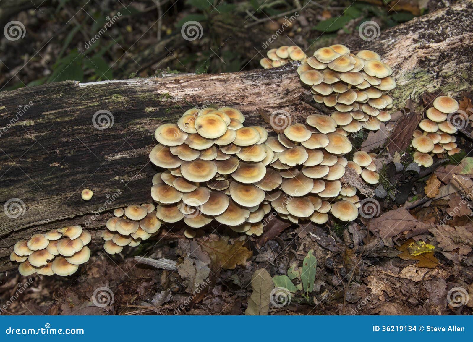 remove from wood fungus Boom Paddestoelen Die Stock Dode Op Een Groeien remove from wood fungus Boom Paddestoelen Die Stock Dode Op Een Groeien