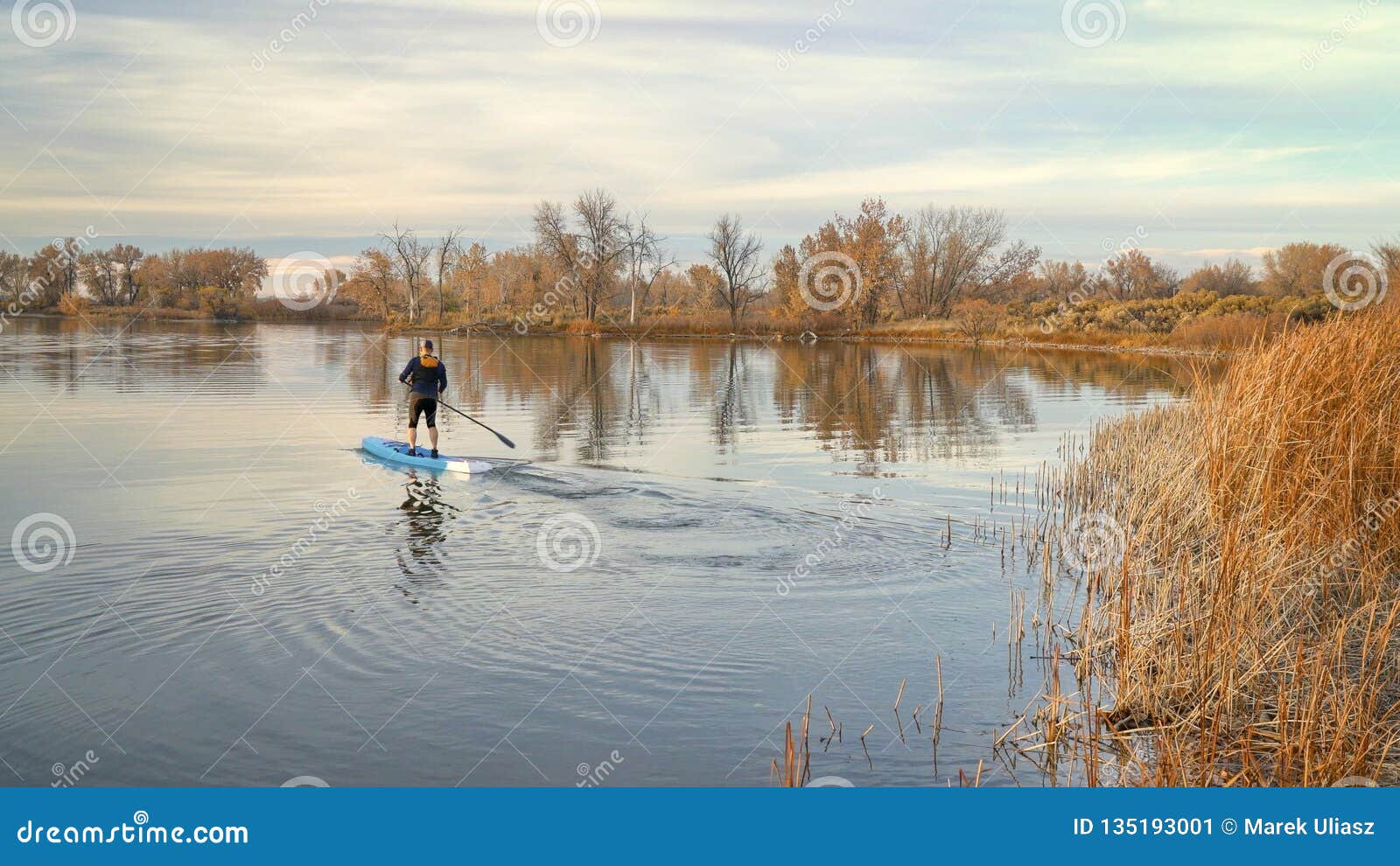 Paddling stand up paddleboard. Male paddler is paddling a racing stand up paddleboard on a calm lake in late fall scenery