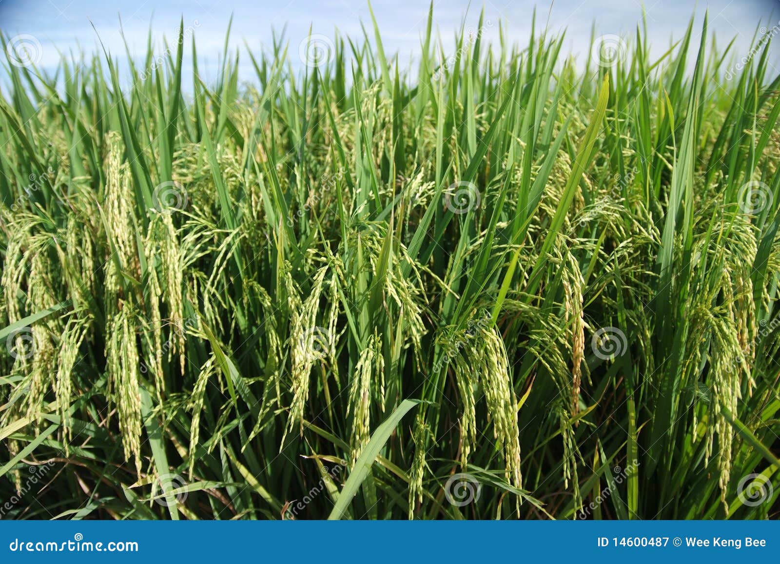 Paddy stock image. Image of plant, paddy, agriculture 14600487