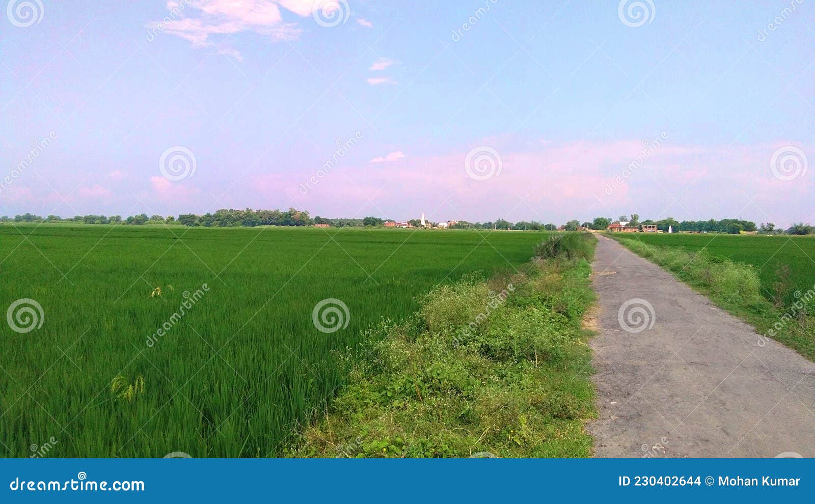 paddy crops green field close up