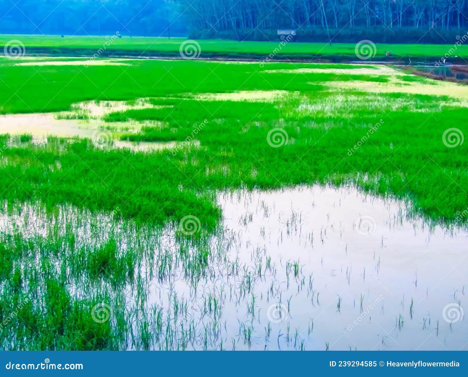 paddy field filled with water after conceive