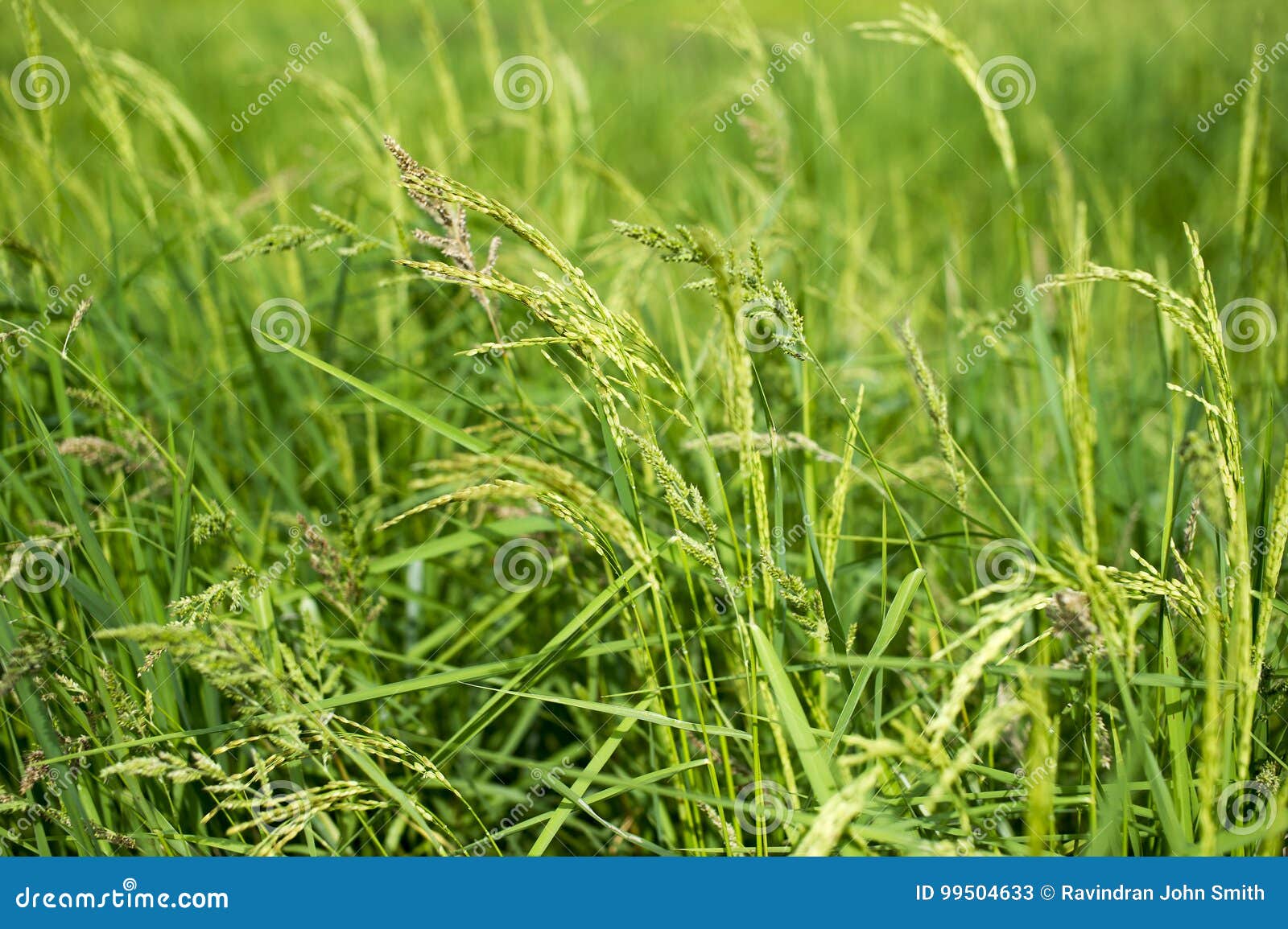 A paddy field is a flooded parcel of arable land used for growing semiaquatic rice. Paddy cultivation should not be confused with cultivation of deep water rice, which is grown in flooded conditions with water more than 50 cm 20 in deep for at least a month.