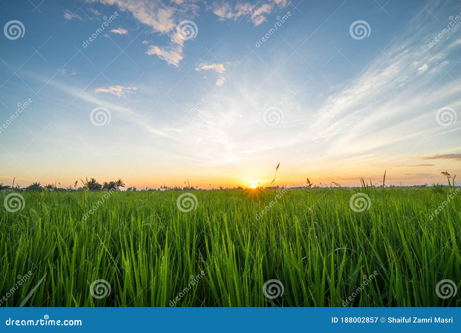 paddy field with sunrise in sungai besar