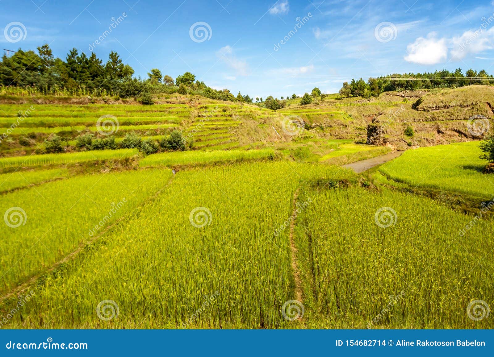 Paddy field stock photo. Image of botany, landmark, farming 154682714