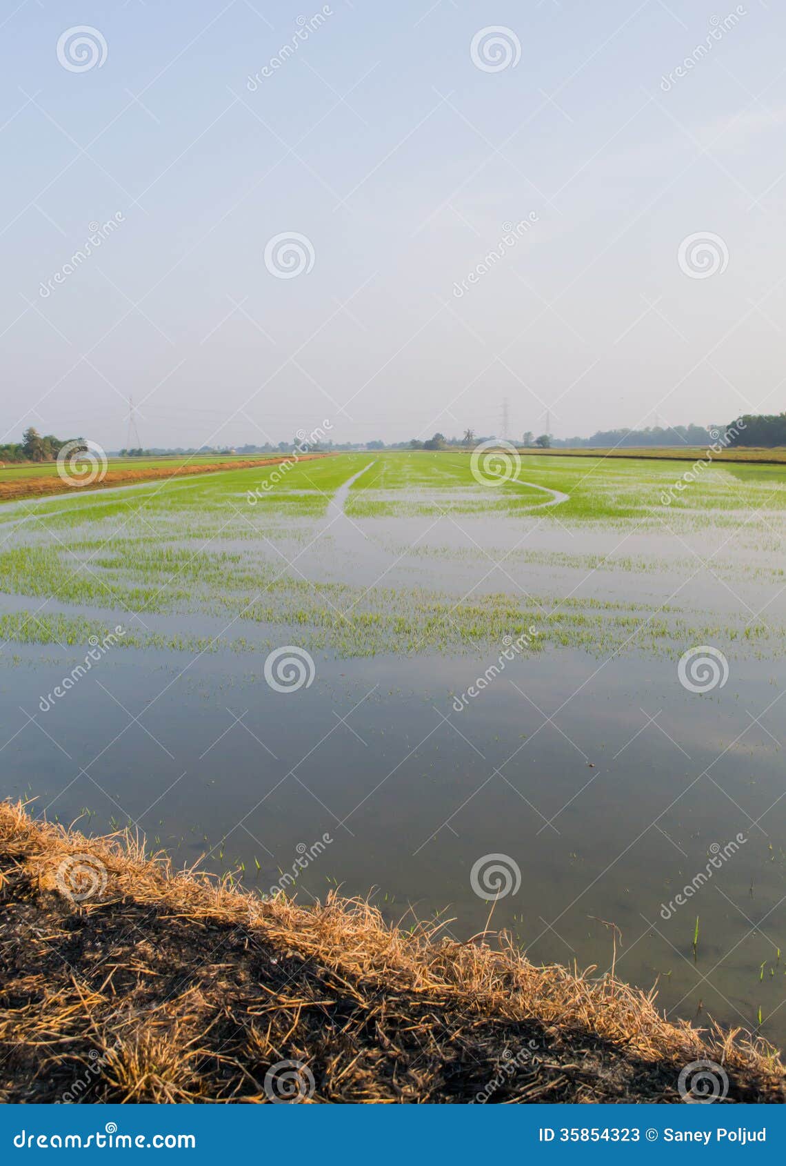 Paddy field stock image. Image of agriculture, farming 35854323